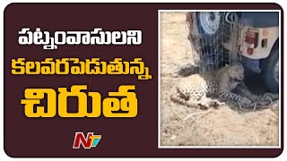 కలవరపెడుతున్న చిరుత | Leopard Hulchul At Hyderabad Outskirts | NTV