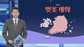 [그래픽뉴스] 벚꽃 개화 / 연합뉴스TV (YonhapnewsTV)