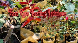 Wow Easy Rose Grafting Techniques.