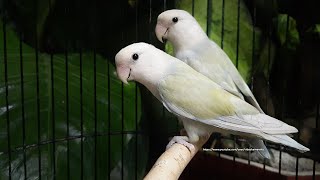 Rosy-Faced Lovebird Chirping Sounds - White-Faced Green Pallid Opaline