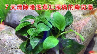 ７天清除陰性草缸頭痛的綠斑藻（綠塵藻），再頑固也不怕|The green spot algae were removed in 7 days.