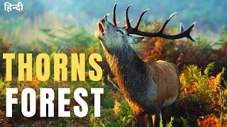 Wildlife in the Thorns: A Fight for Survival | Wildlife Documentary in Hindi | National geographic