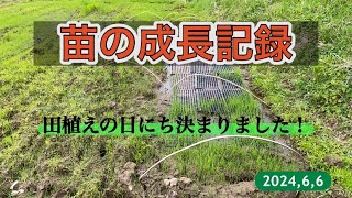 苗の成長記録、田植えの日にち決まりました！2024,6,6