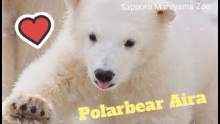 円山動物園ホッキョクグマ　ララと子グマ　2011年4月2日 3