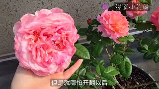 奥古斯塔路易斯首秀：绚烂的大花月季Augusta Lewis Debut: Brilliant Big Flower Rose