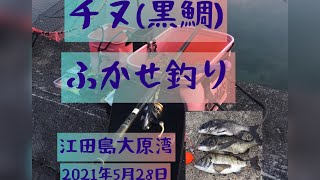 チヌ釣り！