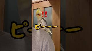 【面白いインコ動画】肩乗りオカメインコの父ちゃん独占欲 #shorts