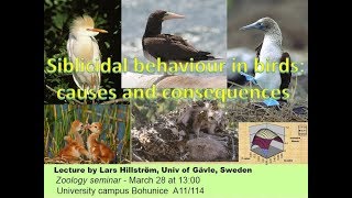 Lars Hillström: Siblicidal behavior in birds