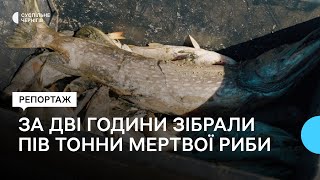 Селяни та волонтери за дві години зібрали з Десни пів тонни мертвої риби