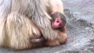 サル山：アザミが出産しました（ニホンザル）＠上野動物園 / Azami, Japanese macaque gave birth(Ueno zoo) - DSCN3202