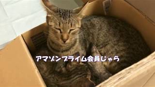 【小梅】箱の中の箱でくつろぐ小梅親子　Today's cat　2019/09/23