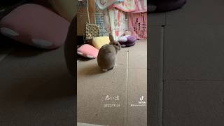 TikTokの思い出機能から2年前の愛兎ラッキー【うさぎがいた生活】shorts  rabbit