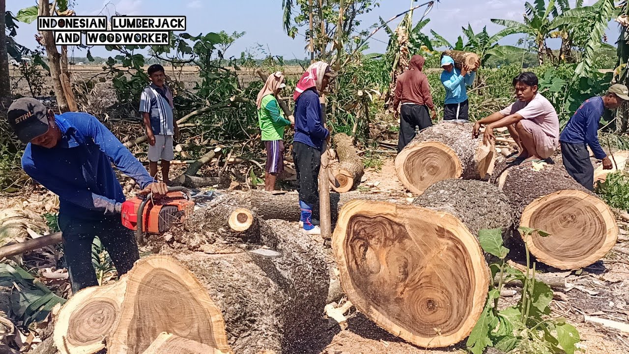 Great... Cut down the old trembesi tree beside the mosque, Husqvarna 3120xp.