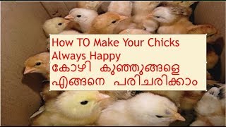 How TO Make Your Chicks Always Happy   കോഴി കുഞ്ഞുങ്ങളെ എങ്ങനെ പരിചരിക്കാം