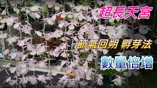 【犀利小農莊42】2023/07/18超長天宮石斛，節氣回朔孵高芽，快速養花海