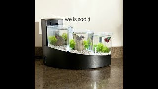 Aqueon Betta Falls, more like despair falls.