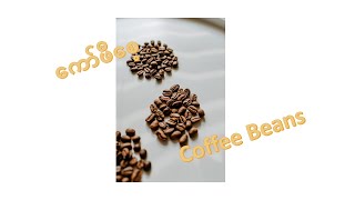 ကော်ဖီစေ့ | Coffee Beans