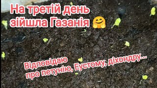 Зійшла Газанія, Діхондра. Насіннєву петуніюта еустому сіяти не планую.