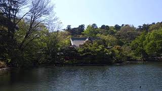 井の頭公園　春　七井池　弁財天　2021年4月10日