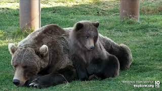 Beautiful 402 and cub, resting but alert RW Explore.org 10/15/22