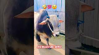 🐂💯Desi Biggest bull in World💯🐂 #cow #cowvideos #shorts #foryou #gazi #agro #farm