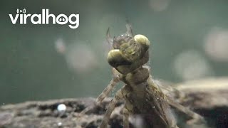 Dragonfly Nymph Lurks And Strikes || ViralHog