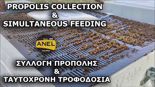 Propolis Collection \u0026 Simultaneous Feeding