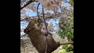 クマネズミの紹介　〜ネズミとお花見〜