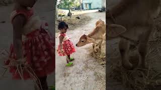 Baby Cow🥰#cowvideos#ytshorts#trendingshorts#cowbaby#cutebaby