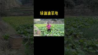 绿油油菜地，超解压🌽【贵州小娟】#youtube發燒影片流行榜 ＃農村 ＃农村美食 #田园生活