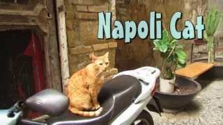 Napoli Cat