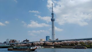 TOKYO CRUISE 隅田川クルーズ お台場から浅草 Asakusa - Odaiba Seaside Park　SKY-TREE