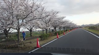 おの桜づつみ回廊2023