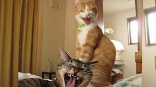 Super FUNNY DANCING & SINGING ANIMALS - WATCHING WITHOUT LAUGHING is NO OPTION HERE! Super FUNNY DANCING & SINGING ANIMALS - WATCHING WITHOUT LAUGHING is NO OPTION HERE!