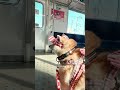 柴犬介助犬るな電車移動【介助犬と桃にゃん】　 柴犬介助犬 介助犬るな 介助犬と桃にゃん 介助犬 shiba dog cutedog