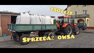 Sprzedaż owsa na stadninę koni, transport Ursusem 6824 Mido, rozładunek big bagów 700kg. turem vlog