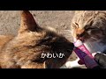 野北漁港の猫ちゃん達