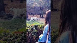 Tiger | white tiger | white tiger in zoo Katraj | Roaring Tiger| #shorts #trending #tiger #short