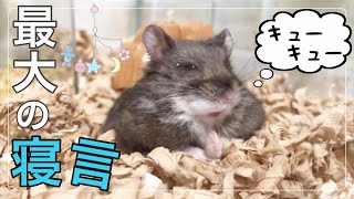 【ハムスター】リビングに響き渡る爆音のいびき？寝言？鳴き声🐹まくろ