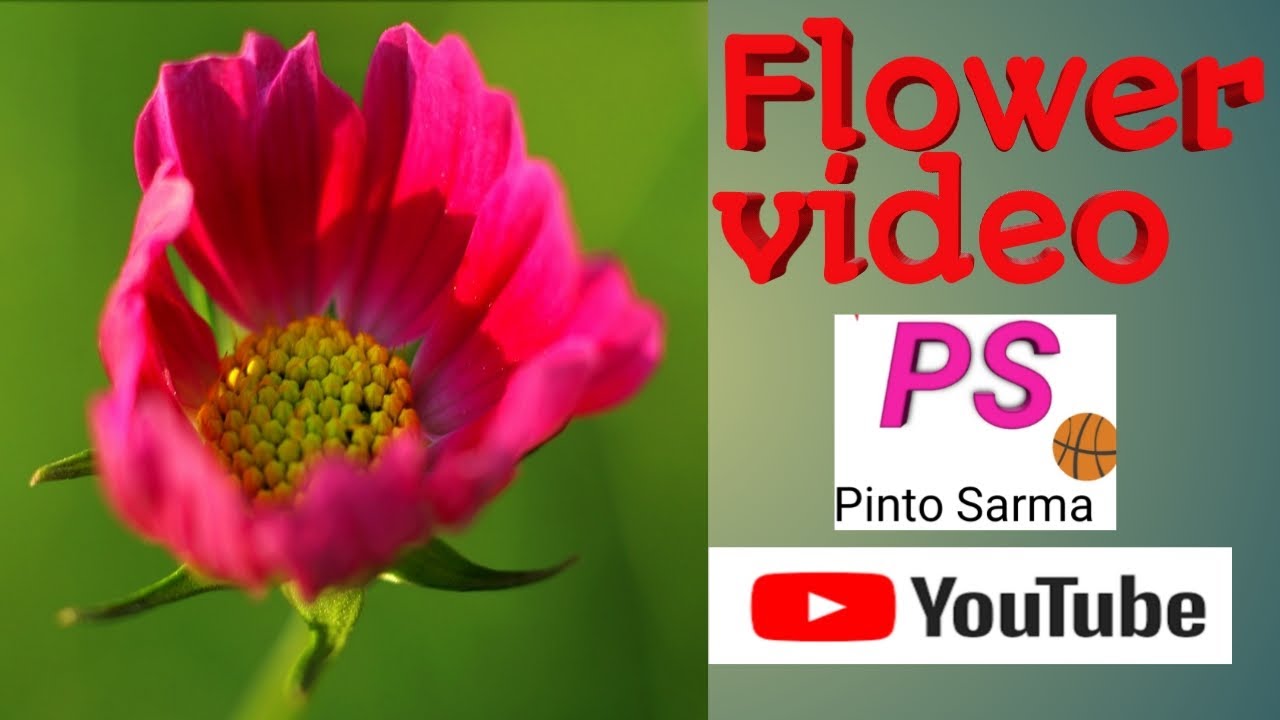 Flower Video, Beautiful Flowers Video, - YouTube