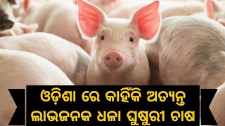 ଓଡ଼ିଶା ରେ କାହିଁକି ଧଳା ଘୁଷୁରୀ ଚାଷ ଏକ ଲାଭଜନକ ଚାଷ । White Pig Farming Can Give You Very High Returns |