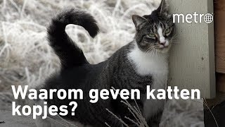 Waarom geven katten kopjes | Hoe zit dat?