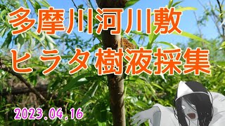 【昆虫採集】多摩川河川敷 ヒラタ樹液採集 2023.04.16 ［ヒラタクワガタ、コクワガタ、クワガタ］