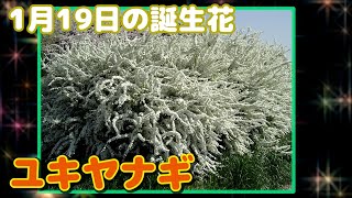 1月19日の誕生花 ユキヤナギ どんな花？あなたに送る花言葉は?