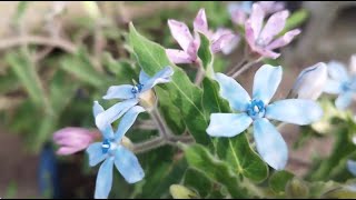 植物小知識34~琉璃唐棉~（Oxypetalum coeruleum）