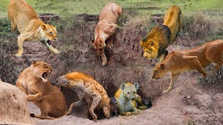 Hyenas DieTragic when They Dare To Despise Lion | The Lion Is Too Dangerous | Lion Hyena Leopard