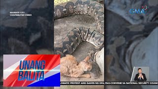 Buhay na pusa, hinihinalang ipinakain sa sawa sa isang mini zoo | Unang Balita