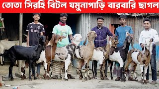 তোতা সিরহি Beetal jamunapari বারবারি ছাগলের কেমন দেখুন Beetal Goat