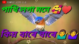 Pakhi loga mone kiyo bare bare song ,plz subscribe my you tube chenel