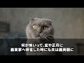 【スカッとする話】1億の一戸建てへの引越し当日に夫「両親の介護か離婚選べ」私「え？あなた同居する親いないじゃない」夫「え？」→夫にとって地獄の結果がｗ【修羅場】【朗読】